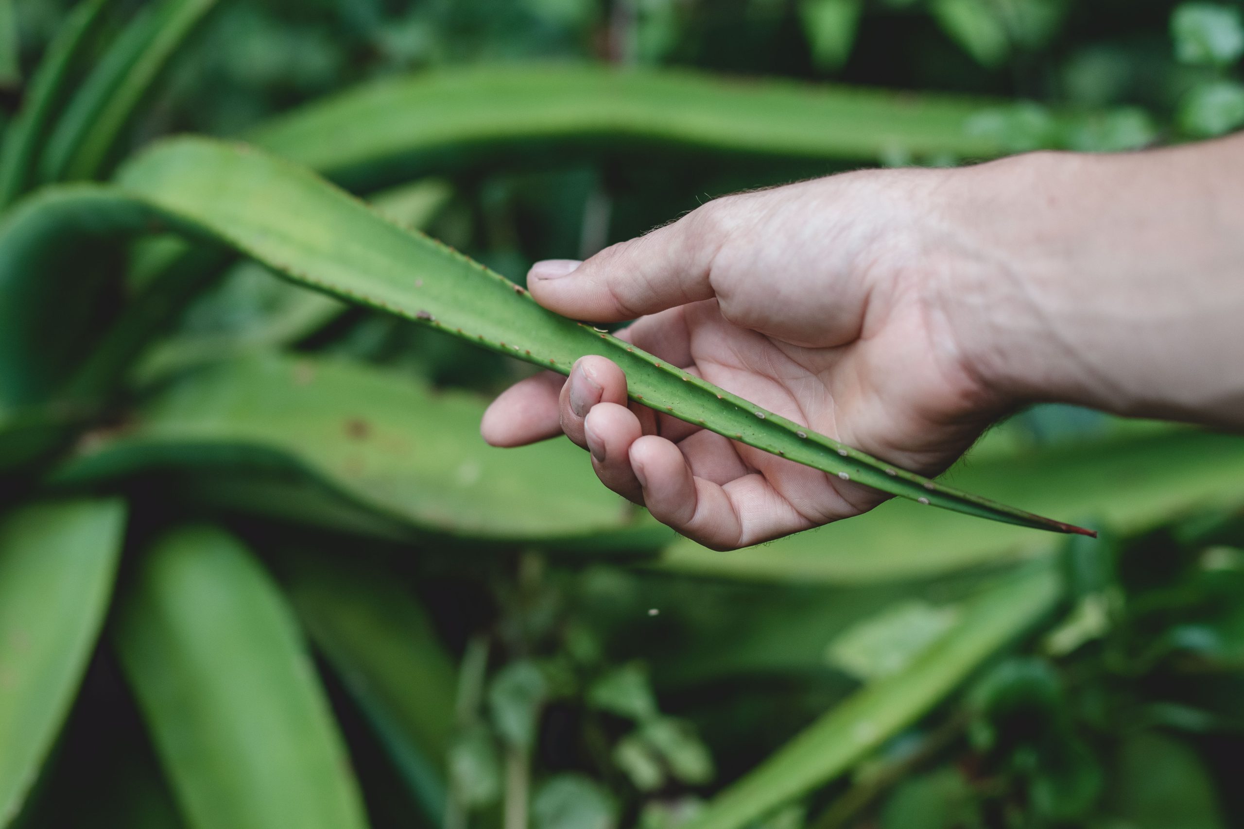 aloe vera para regenerar la piel
